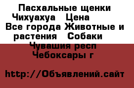Пасхальные щенки Чихуахуа › Цена ­ 400 - Все города Животные и растения » Собаки   . Чувашия респ.,Чебоксары г.